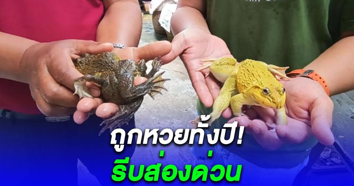 หนุ่มเลี้ยง กบทอง 6 ขา กบประหลาด 8 ขา ให้โชคต่อเนื่อง