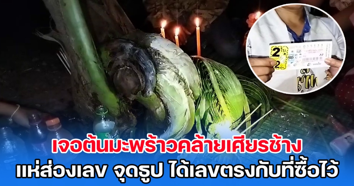 ฝันว่าคนมาบอกมีของดีอยู่ข้างรั้วบ้าน ตื่นขึ้นไปเจอต้นมะพร้าวคล้ายเศียรช้าง แห่ส่องเลข จุดธูป ได้เลขตรงกับที่ซื้อไว้เป๊ะ