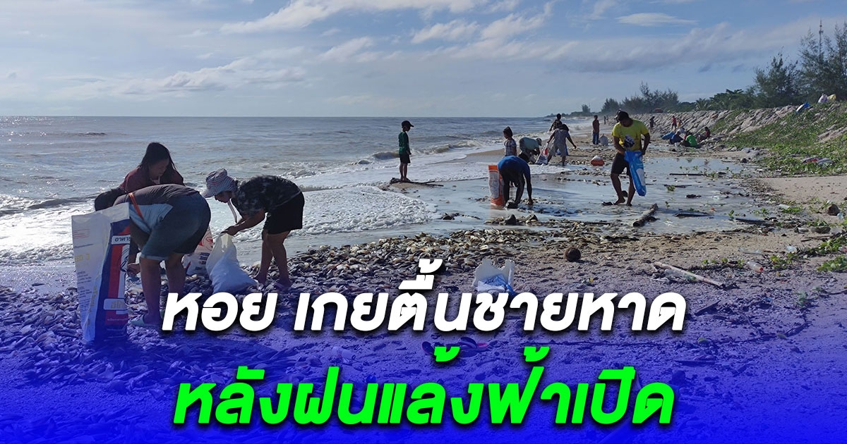 โผล่อีก หอย เกยตื้นชายหาด หลังฝนแล้งฟ้าเปิด