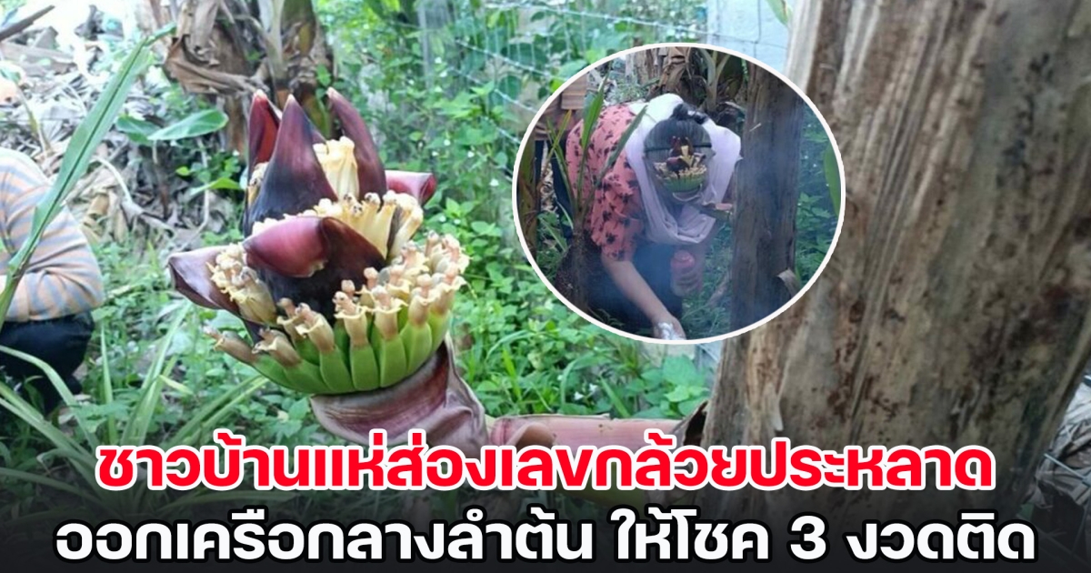 ชาวบ้านแห่ส่องเลขกล้วยประหลาด ออกเครือกลางลำต้น แถมยังให้โชคมา 3 งวดติด