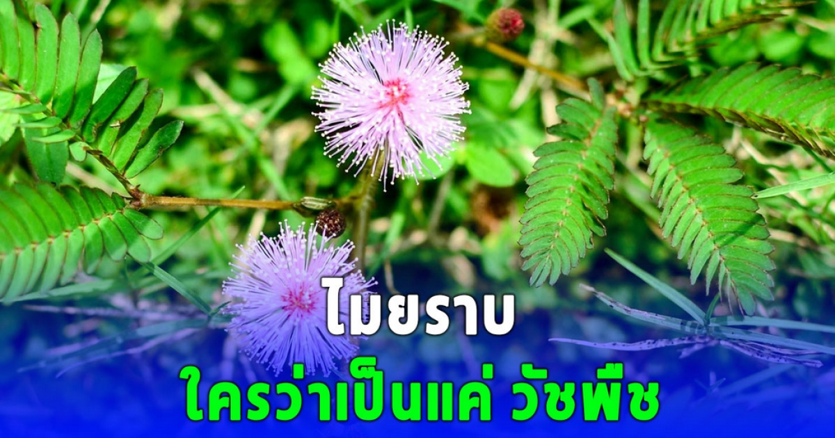 ไมยราบ วัชพืชดูไร้ค่า แต่มีสรรพคุณทางยามากกว่าที่คิด