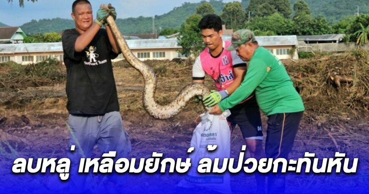 กู้ภัยเจอดี ลบหลู่ เหลือมยักษ์ ล้มป่วยกะทันหัน จุดธูปขอขมา