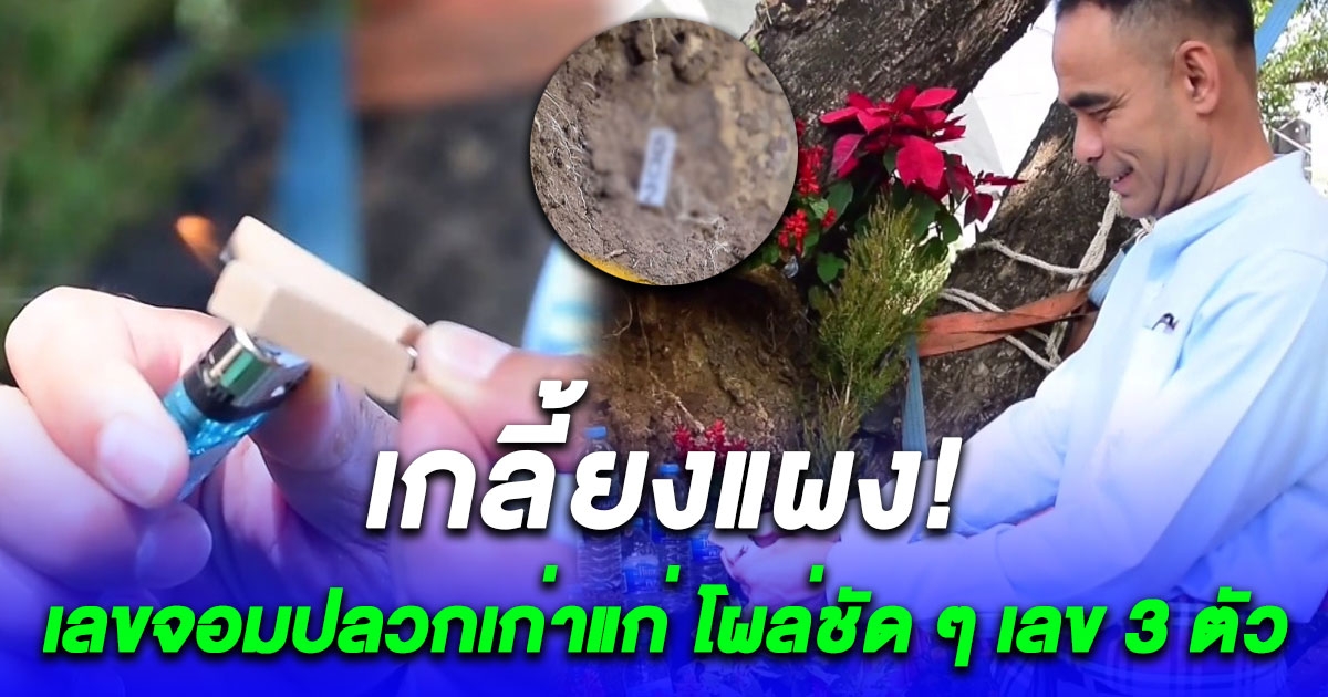 เกลี้ยงแผงทั้งอำเภอ ส่องเลข จอมปลวกเก่าแก่ อยู่คู่เหมืองแร่มานานกว่า 50 ปี โผล่ชัด ๆ 3 ตัว
