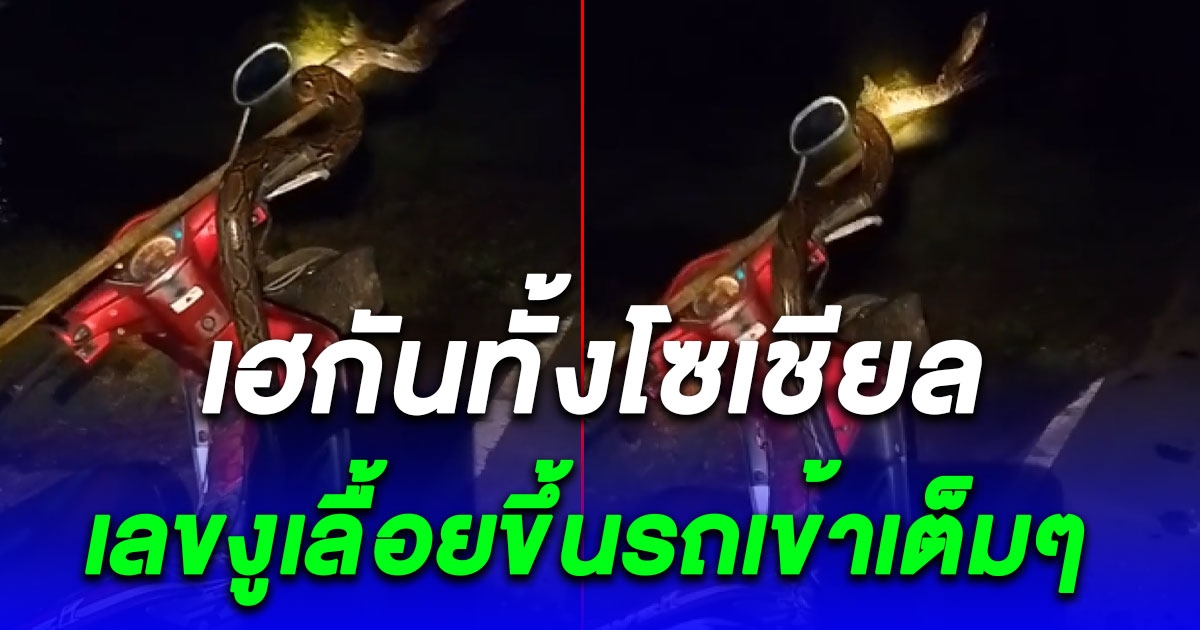 เข้าเต็มๆ เลขทะเบียนรถงูยักษ์เลื้อยขึ้นรถจยย.