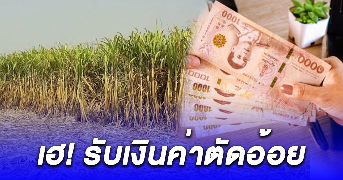 ครม. เคาะวงเงิน 8,000 ล้านบาท จ่ายเงินค่าตัดอ้อย เริ่มจ่ายเดือน ม.ค. 67