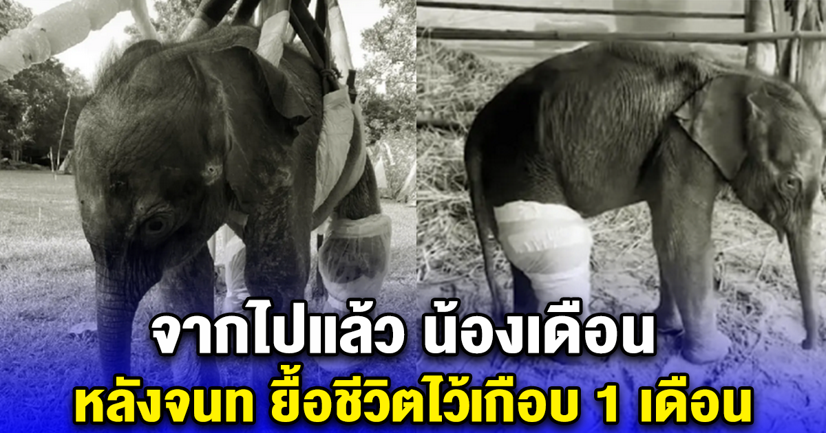 จากไปแล้ว น้องเดือน หลังจนท ยื้อชีวิตไว้เกือบ 1 เดือน