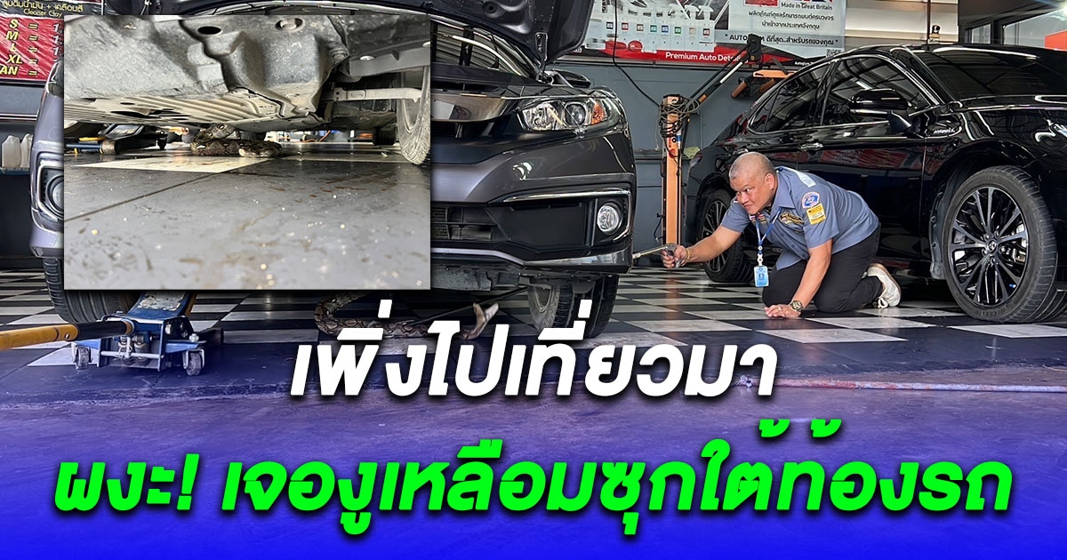 ผงะ เด็กล้างรถเจองูเหลือมยาวเกือบ 3 เมตรซุกใต้ท้องรถ