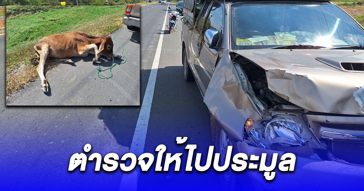 กำนันฉุน วัวกระโดดตัดหน้ารถ ซ้ำตำรวจให้ไปประมูลเอาค่าซ่อม