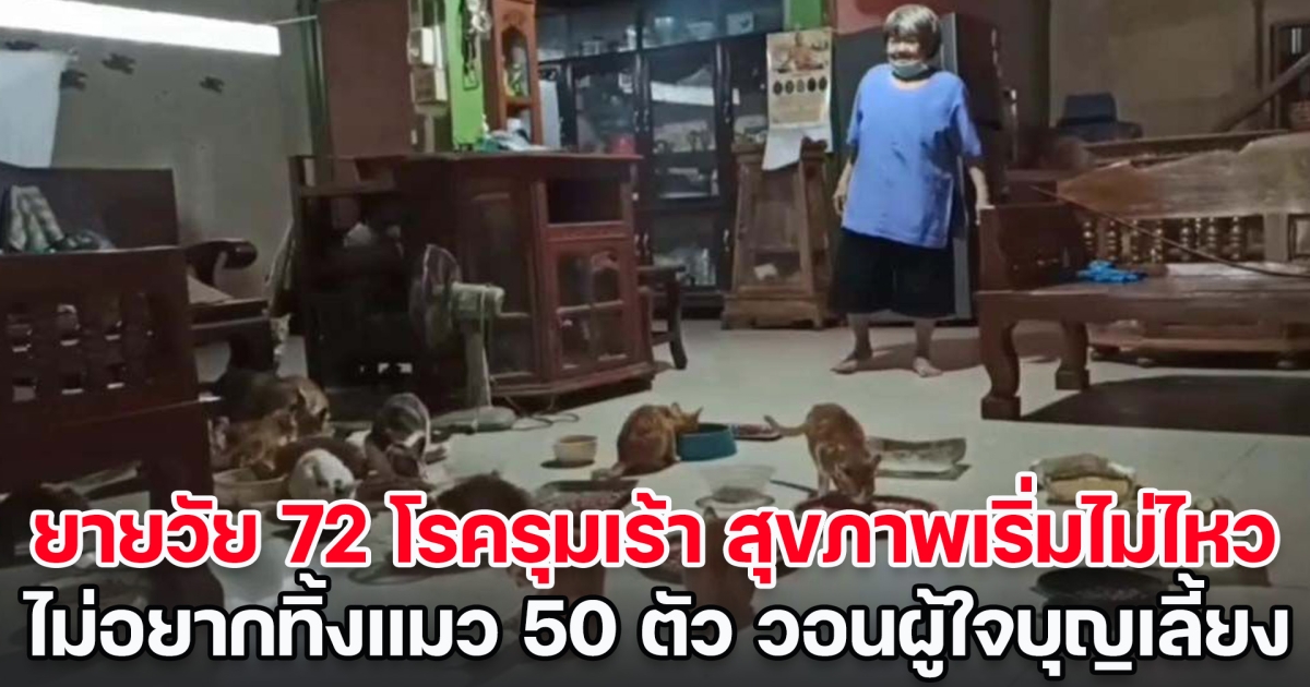 ยายวัย 72 โรครุมเร้า สุขภาพเริ่มไม่ไหว ไม่อยากทิ้งแมว 50 ชีวิต วอนผู้ใจบุญรับเลี้ยงต่อ