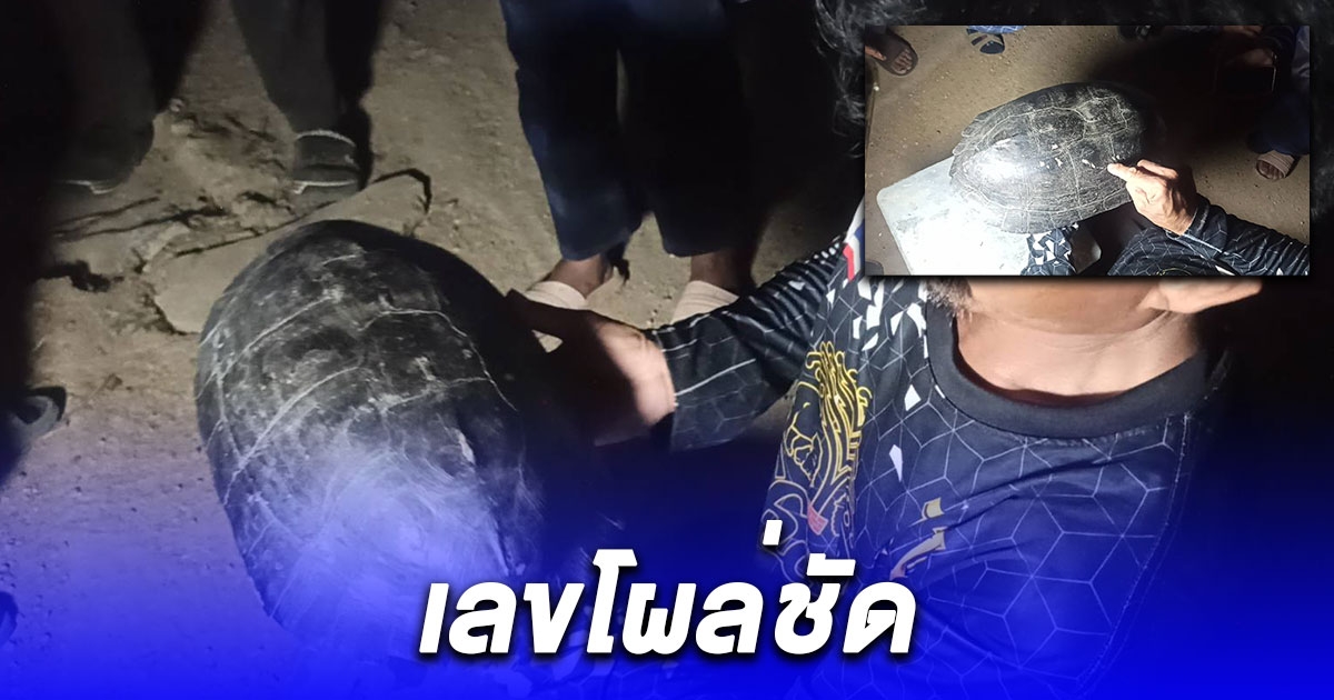 หนุ่มใหญ่ เห็นปู่เต่าดำใหญ่เดินข้ามถนน เลยขอมาเลี้ยงเพื่อหนุนโชค เลขโผล่ชัด