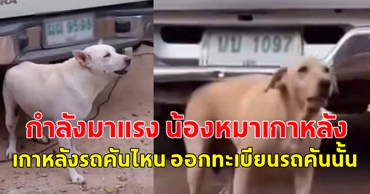 กำลังมาแรง น้องหมาเกาหลัง เกาหลังรถคันไหน ออกทะเบียนรถคันนั้น ตรง ๆ รางวัลที่ 1 สองรอบติด 