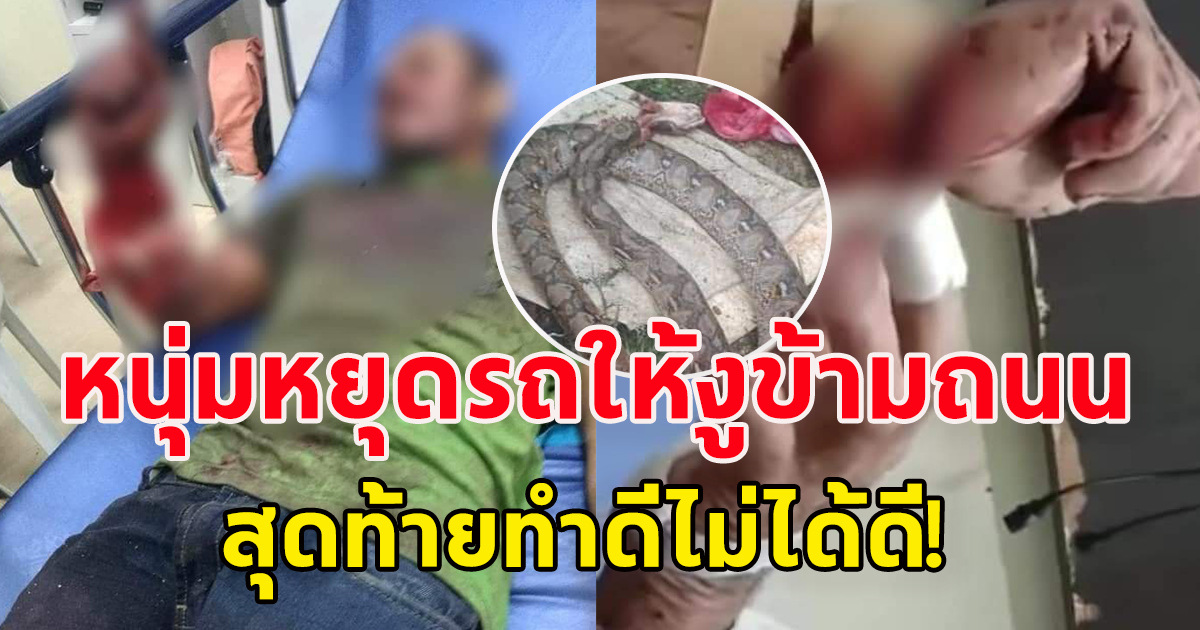 หนุ่มขับมอเตอร์ไซค์มา เจองูกำลังเลื้อยข้ามถนน หยุดรถให้งูข้าม (ตปท.)