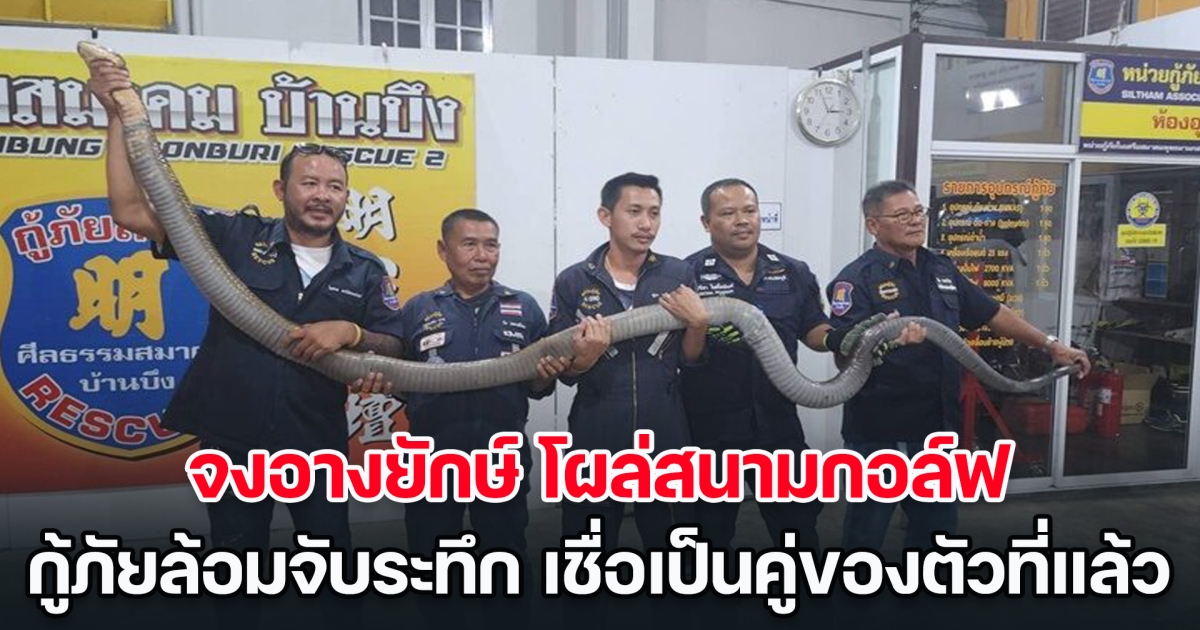 มันใหญ่มาก! จงอางยักษ์ โผล่สนามกอล์ฟ กู้ภัยล้อมจับระทึก เชื่อเป็นคู่ของตัวที่แล้ว