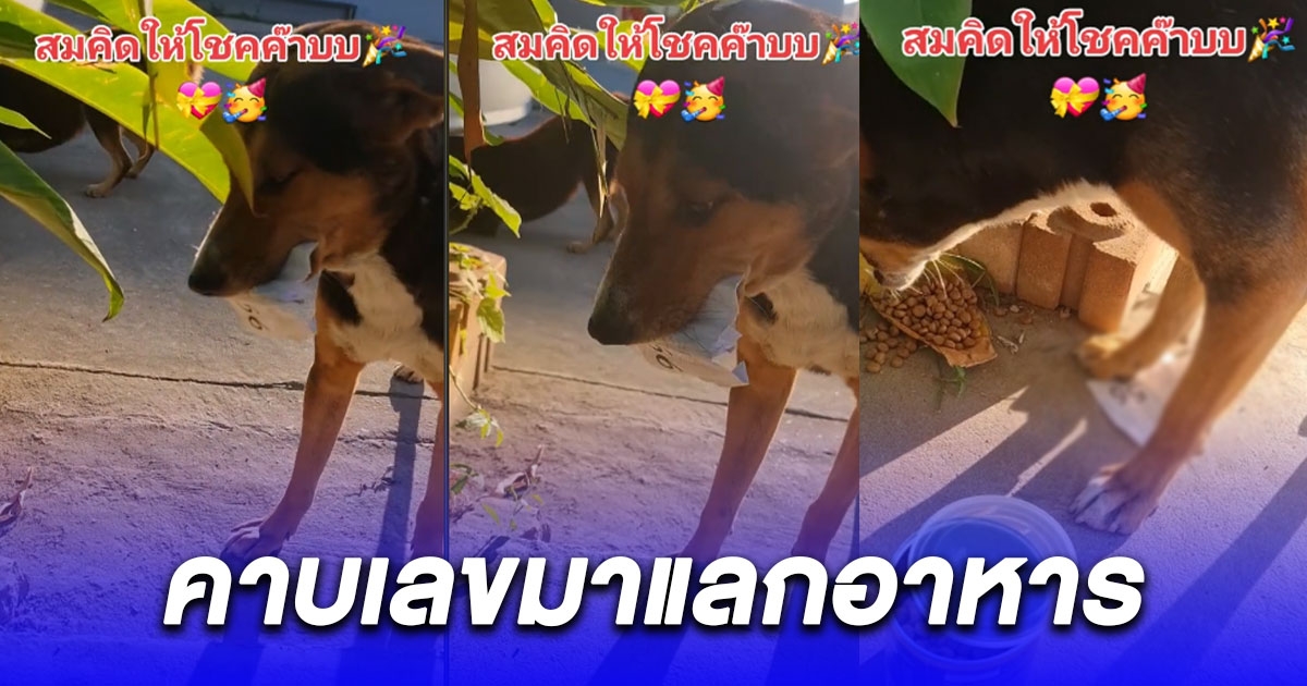 ซูมให้ไว้ น้องสมคิด หมาคาบเลขมาแลกอาหาร ลุ้นงวด 17/1/67