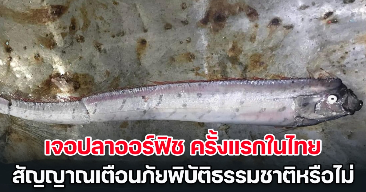ฮือฮา! เจอปลาออร์ฟิช ครั้งแรกในไทย สัญญาณเตือนภัยพิบัติธรรมชาติหรือไม่