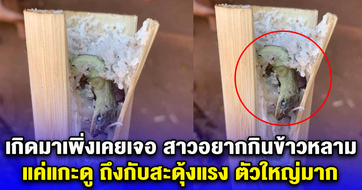 เกิดมาเพิ่งเคยเจอ สาวอยากกินข้าวหลาม เลยไปแวะซื้อ แค่แกะดู ถึงกับสะดุ้งแรง ตัวใหญ่มาก