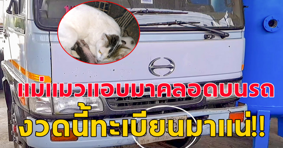 แม่แมวแอบมาออกลูกในรถ ที่อู่ซ่อม นอนหลับกินนมกันตาแป๋ว