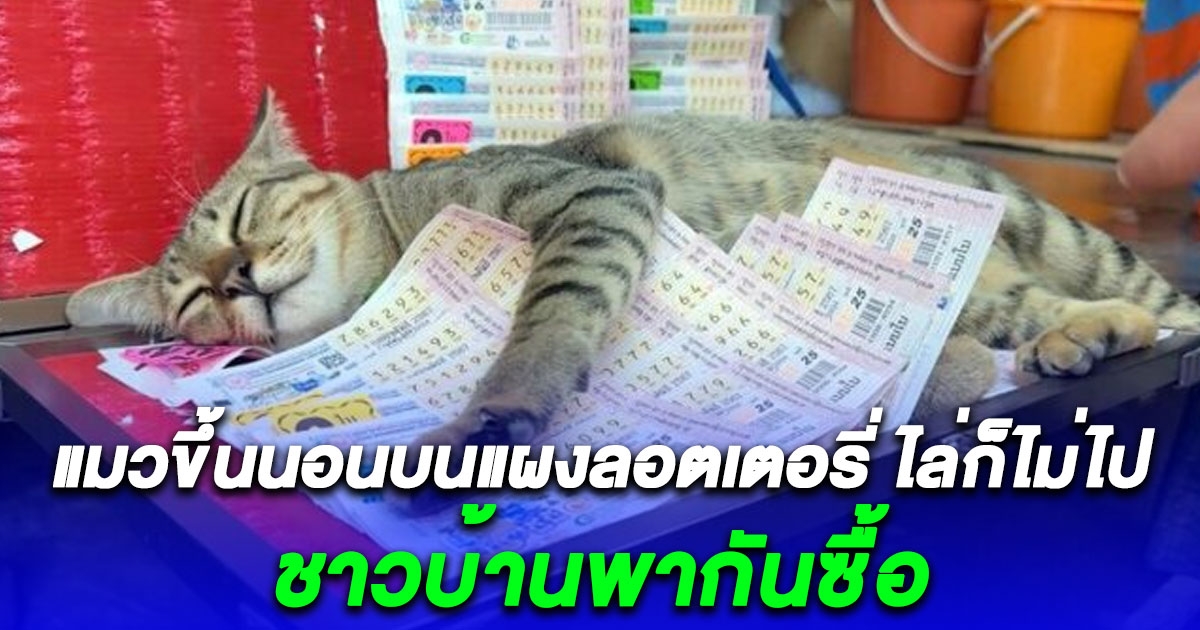 เจ้าแมวขี้เซา ขึ้นนอนบนแผงลอตเตอรี่ แม่ค้าหวยไล่ก็ไม่ไป ชาวบ้านพากันซื้อเลขที่จับ