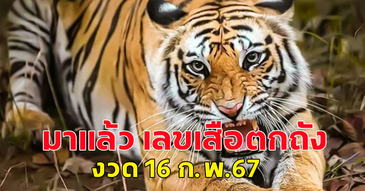 เข้าเกือบทุกงวด มาแล้ว เลขเสือตกถังพลังเงินดี งวด 16 ก.พ.67