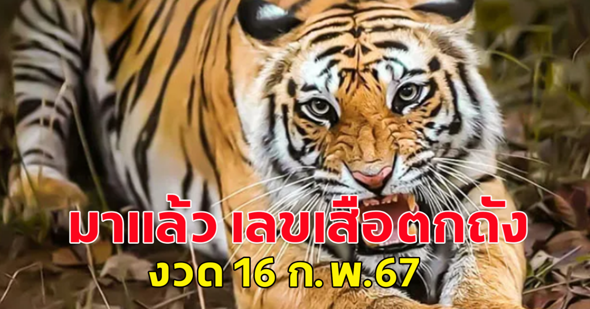 เข้าเกือบทุกงวด มาแล้ว เลขเสือตกถังพลังเงินดี งวด  16 ก.พ.67