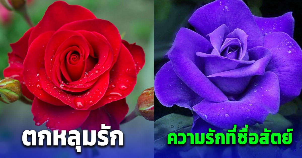 8 ความหมาย สีดอกกุหลาบ