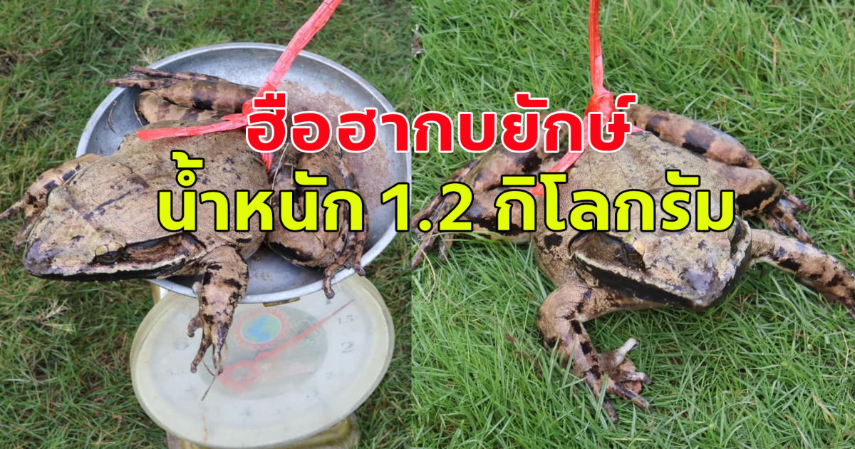 ฮือฮา ชาวบ้านจับกบตัวใหญ่ น้ำหนัก 1.2 กิโล