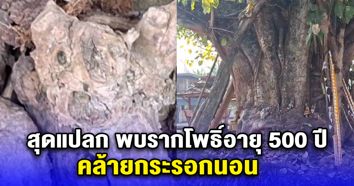 สุดแปลก พบรากโพธิ์อายุ 500 ปี คล้ายกระรอกนอน