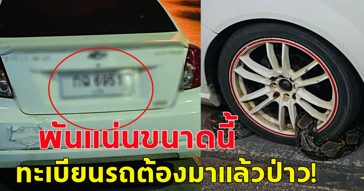 หนุ่มตกใจ นึกว่าโดนตำรวจล็อคล้อ ที่ไหนได้ งูตัวเขื่องพันล้อรถแน่น