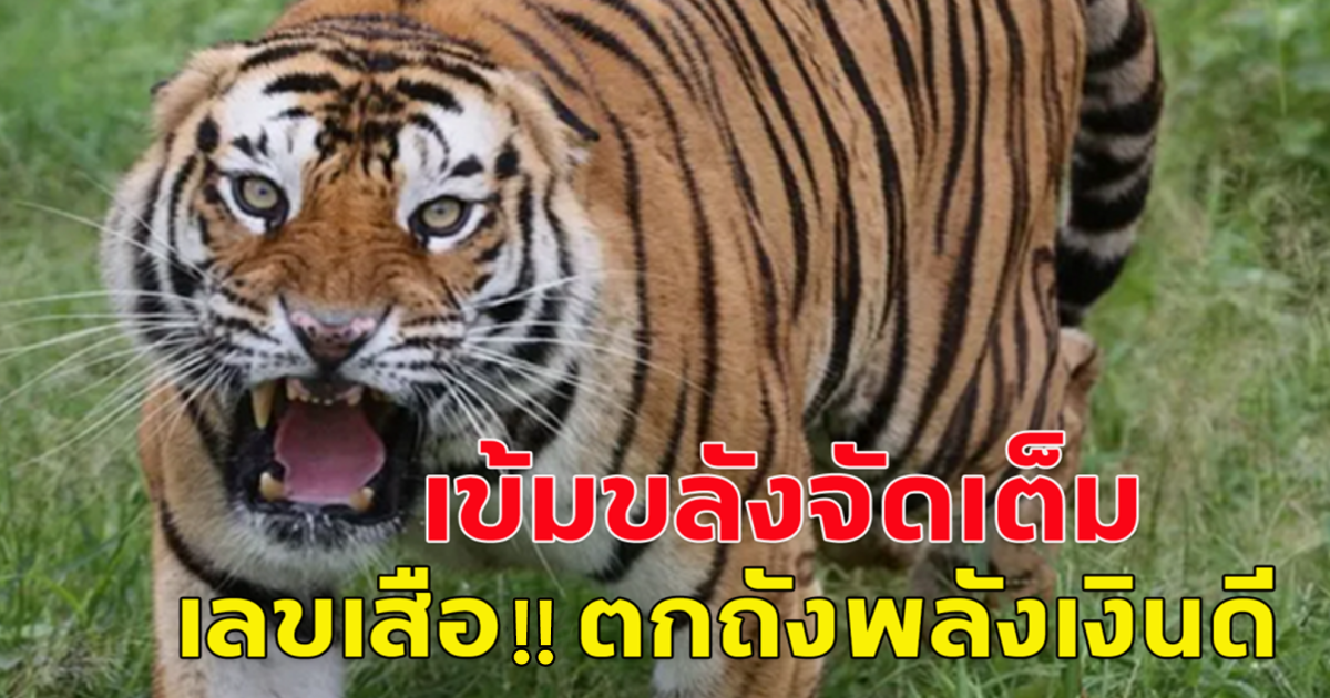 เข้มขลัง เลขเสือตกถัง พลังเงินดี งวด 1 มีนาคม 67