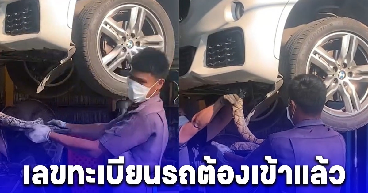 ขับรถได้กลิ่นไหม้ จนต้องเลี้ยวเข้าอู่ถึงเจอต้นเหตุ ช็อกงูไหม้ เลขทะเบียนรถต้องมาแล้ว