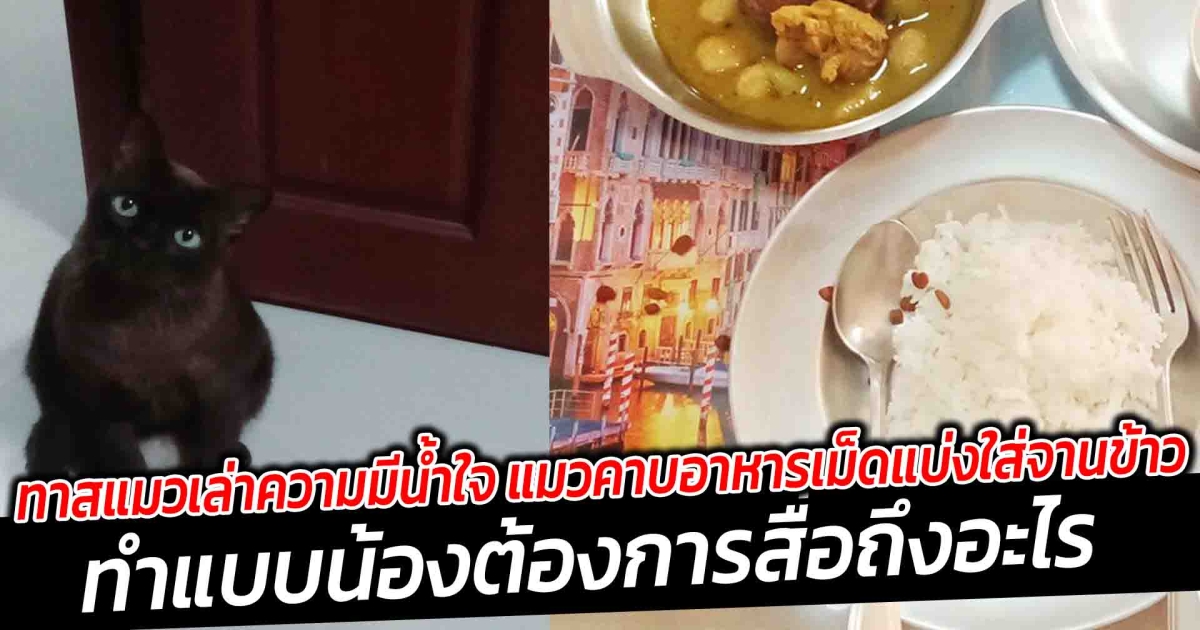 ทาสแมวเล่าความมีน้ำใจ แมวคาบอาหารเม็ดแบ่งใส่จานข้าว ทำแบบน้องต้องการสื่อถึงอะไร