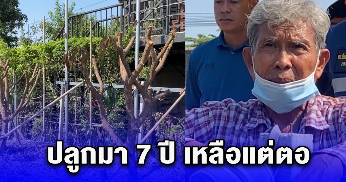 ลุยวัย 73 ปี เข่าแทบทรุด เจอบุกตัดต้นมะม่วงพันธุ์ดัง ปลูกมา 7 ปี เหลือแต่ตอ