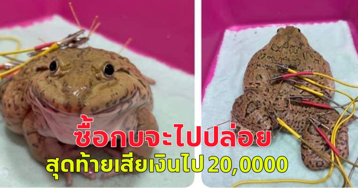 หนุ่มโพสต์เมียไปซื้อกบจะไปปล่อยทำบุญ มีตัวนึงสบตาเลยหยิบมาด้วย