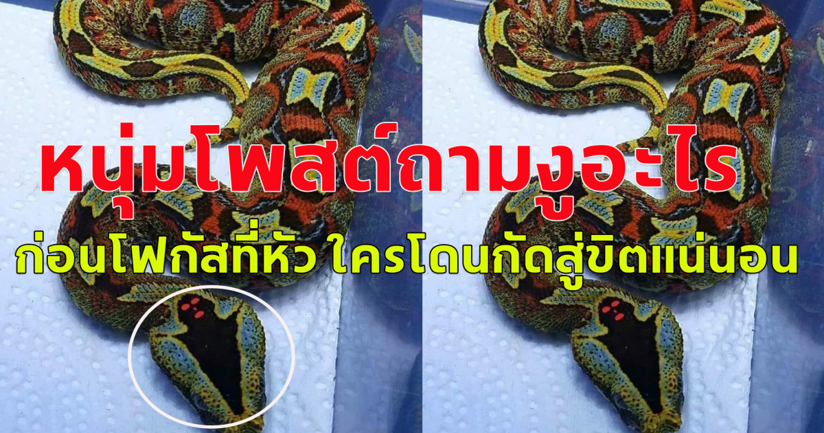 หนุ่มโพสต์ถาม งูอะไร หลังเห็นรูปร่างแปลกๆ