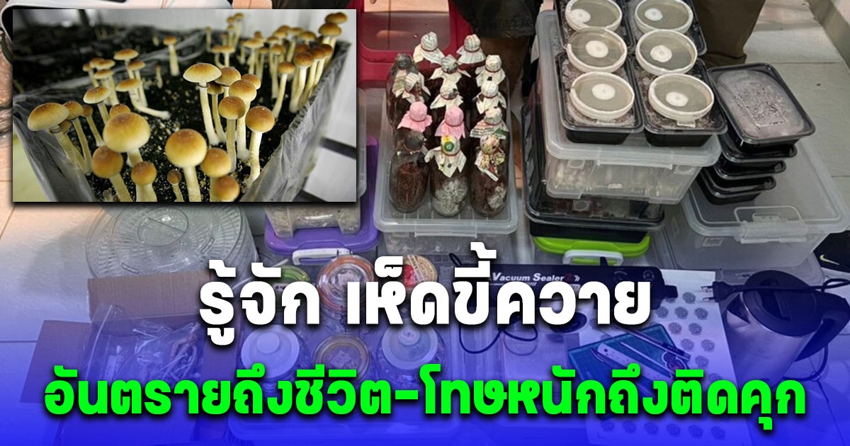 กระจ่าง ทำไม เห็ดขี้ควาย จึงถูกจัดให้เป็นสารเสพติด มีโทษหนักถึงติดคุก