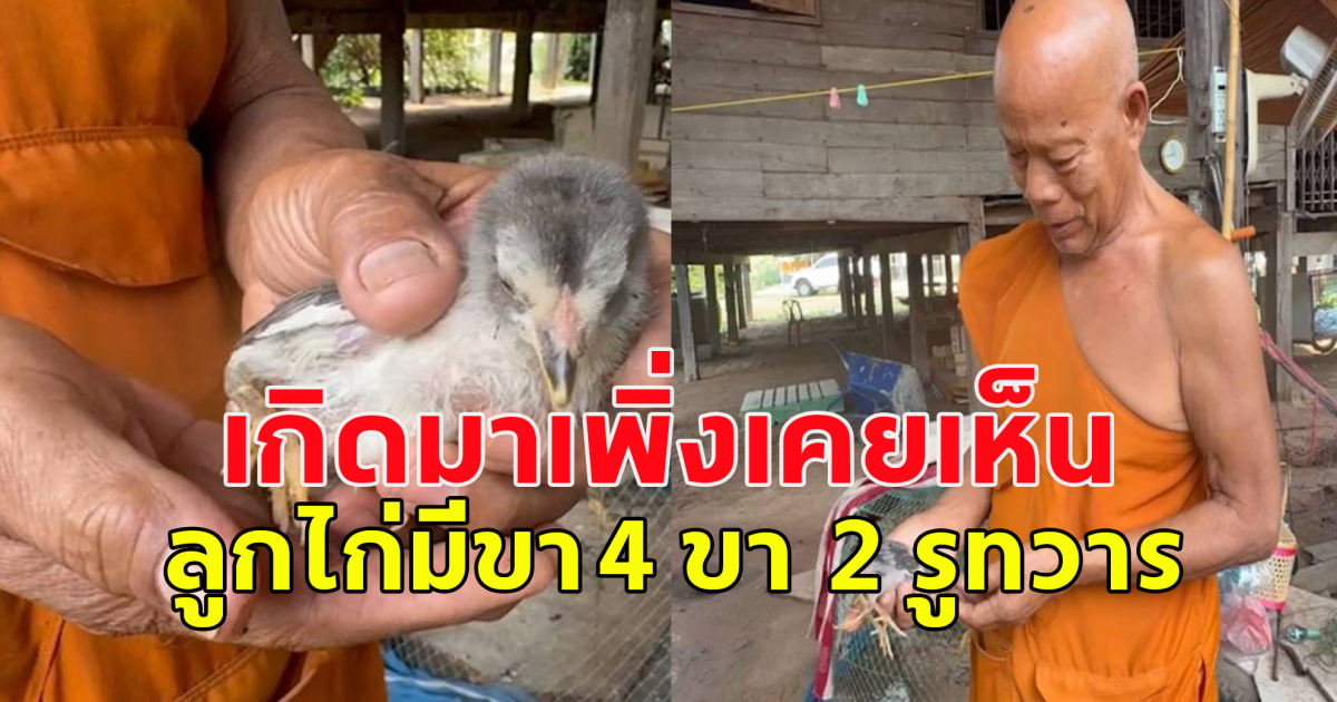 ชาวบ้านฮือฮาแห่ตีเลข เกิดมาเพิ่งจะเคยเห็น ลูกไก่มีขา 4 ขา 2 รูทวาร