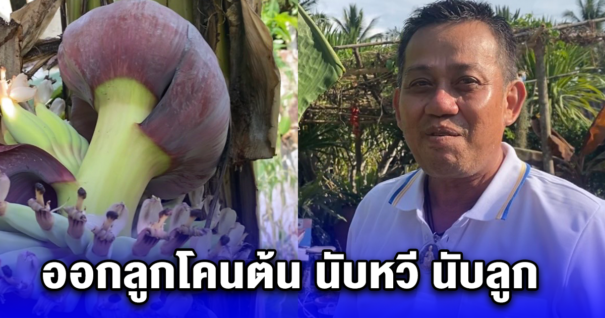 ฮือฮา กล้วยน้ำว้าค่อมด่าง ออกลูกโคนต้น นับหวี นับลูก ตีตัวเลข 1 เม.ย. 67