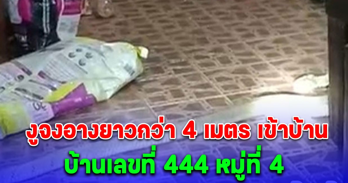 งูจงอางยาวกว่า 4 เมตร เข้าบ้านชายอายุ 44 ปี อยู่บ้านเลขที่ 444 หมู่ที่ 4