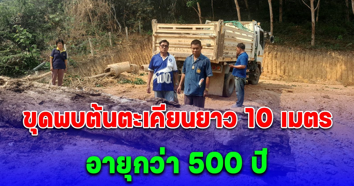 ขุดพบต้นตะเคียนยาว 10 เมตร อายุกว่า 500 ปี คอหวยแห่ขอโชค