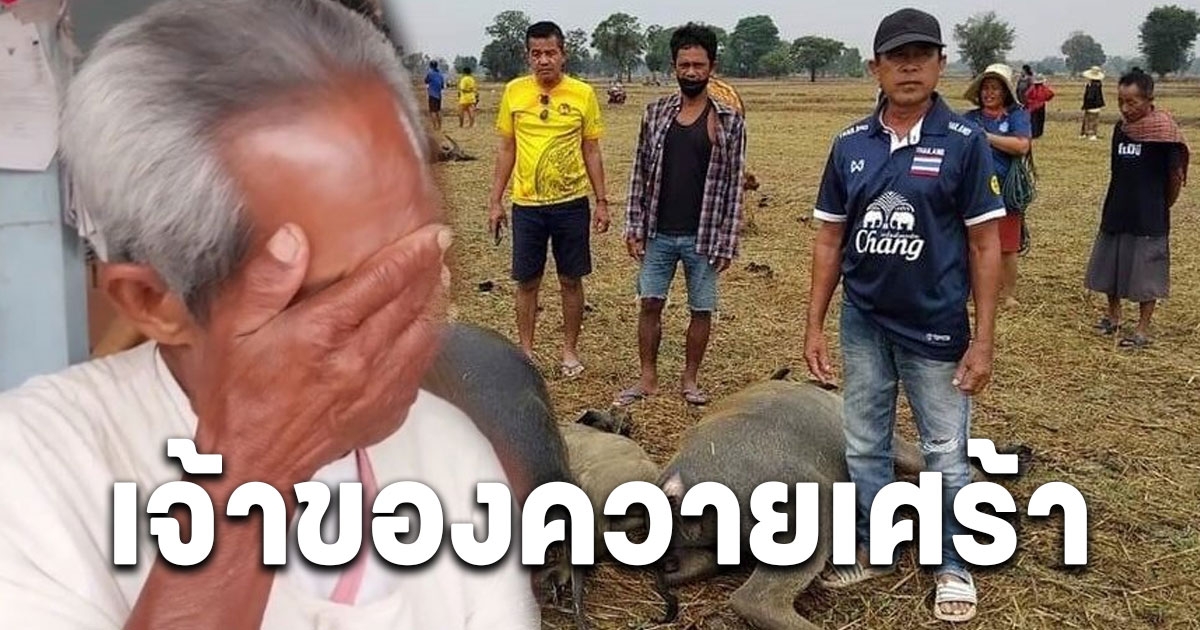 เจ้าของควายเข่าแทบทรุด ฟ้าพิโรธ ผ่าเปรี้ยง ฝูงควาย 6 ตัว เปิดจำนวนเงินหากขายตอนยังมีชีวิต