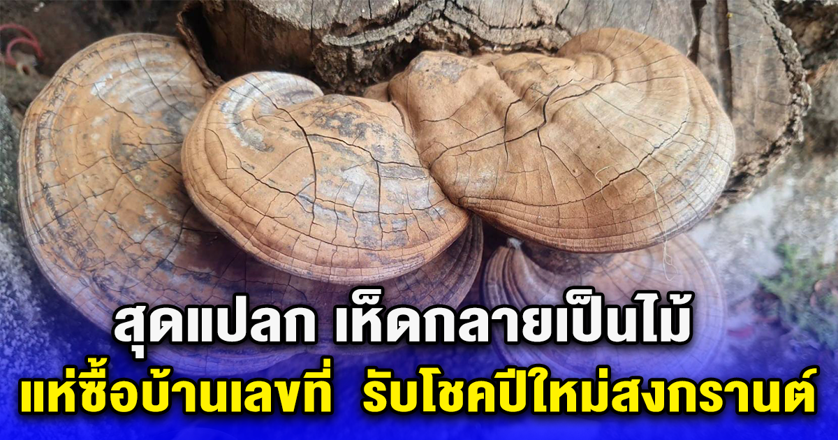 สุดแปลก เห็ดกลายเป็นไม้ แห่ซื้อบ้านเลขที่ รับโชคปีใหม่สงกรานต์