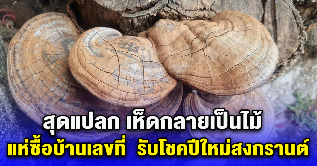 สุดแปลก เห็ดกลายเป็นไม้ แห่ซื้อบ้านเลขที่  รับโชคปีใหม่สงกรานต์