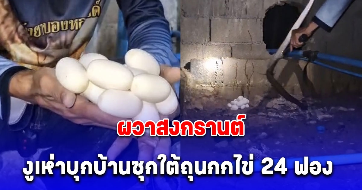 ผวาสงกรานต์!งูเห่าบุกบ้านซุกใต้ถุนกกไข่ 24 ฟอง