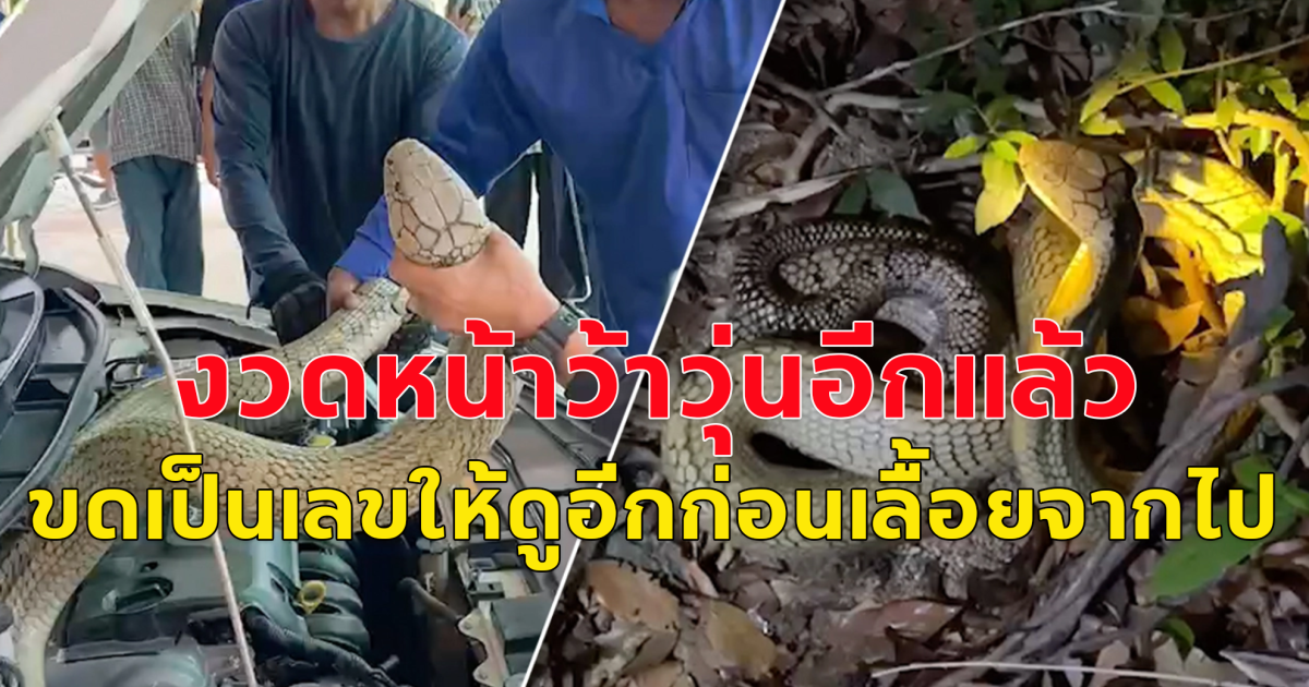 ปล่อยแล้วไม่ยอมไป จงอางยักษ์ ซุกรถทะเบียน 79 ทำคนถูกหวยทั้งหมู่บ้าน ขดเป็นเลขให้ดูอีกก่อนเลื้อยจากไป