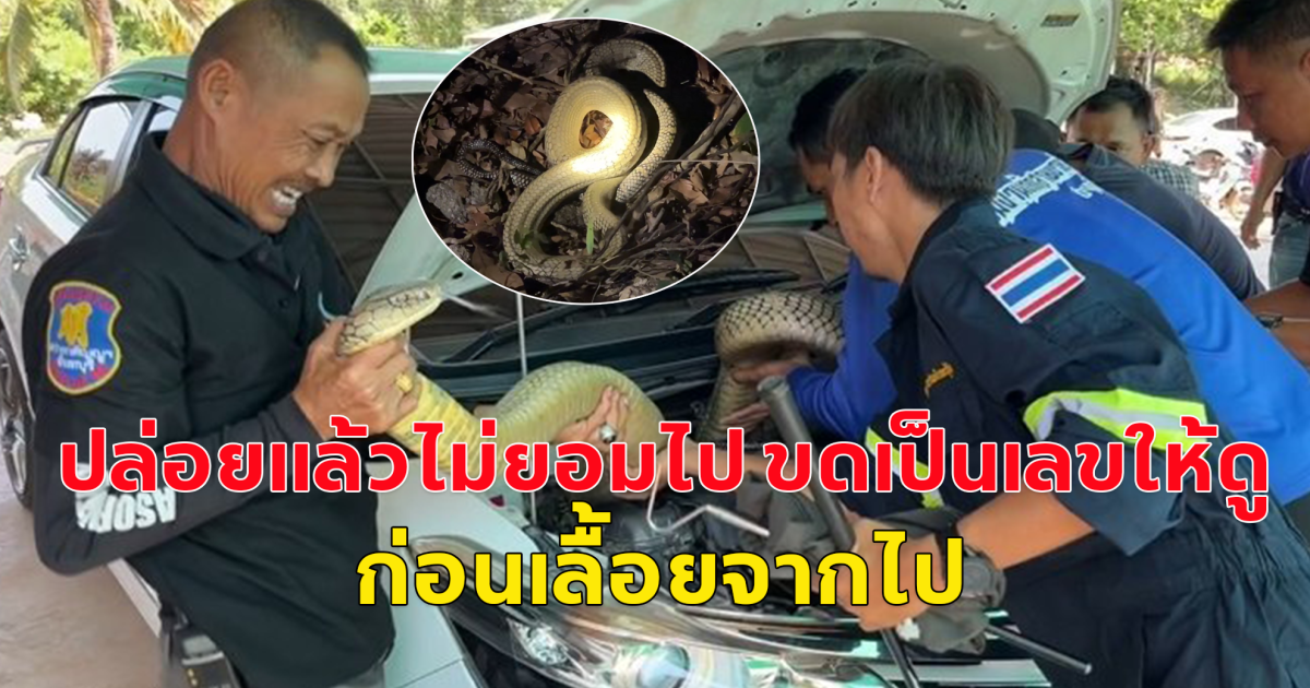 จงอางยักษ์ ซุกรถทะเบียน 79 ทำคนถูกหวยทั้งหมู่บ้าน ขดเป็นเลขให้ดูอีกก่อนเลื้อยจากไป