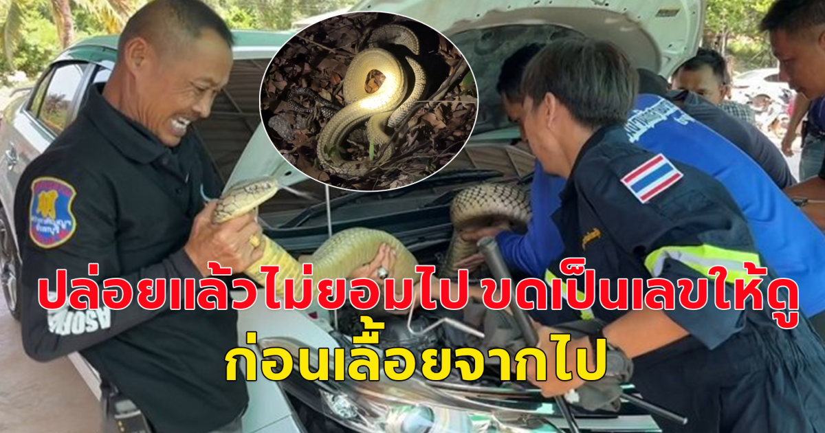 จงอางยักษ์ ซุกรถทะเบียน 79 ทำคนถูกหวยทั้งหมู่บ้าน  ขดเป็นเลขให้ดูอีกก่อนเลื้อยจากไป