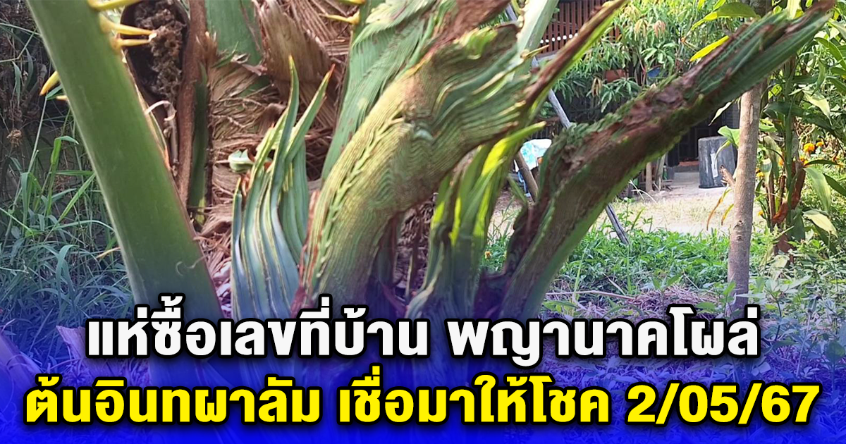 แห่ซื้อเลขที่บ้าน พญานาคโผล่ ต้นอินทผาลัม เชื่อมาให้โชค 2/05/67