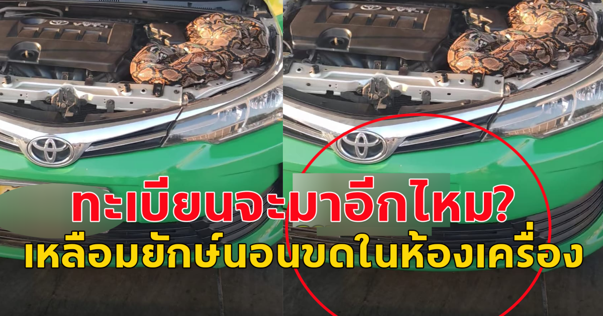 เหลือมยักษ์ นอนขดในห้องเครื่องรถยนต์ จัดหนักทะเบียนรถ