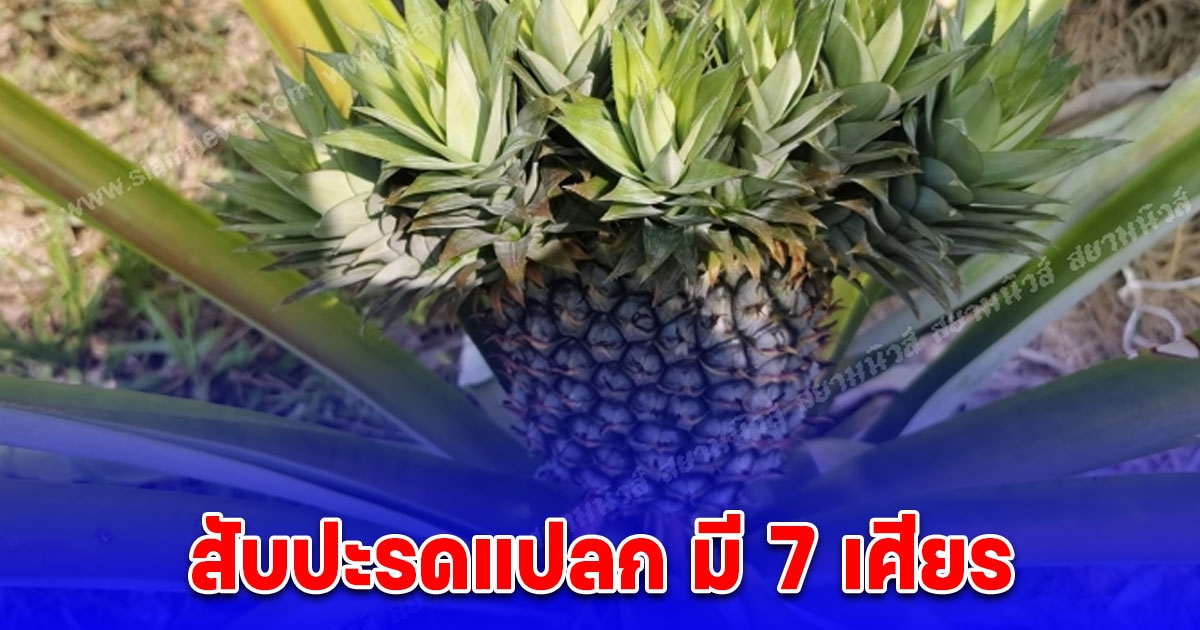 เกิดมาไม่เคยเจอ แม่บ้านพบสับปะรดแปลก มี 7 เศียร เชื่อให้โชค