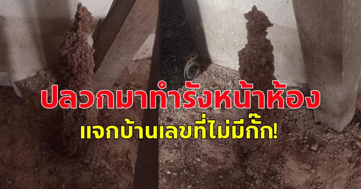 ปลวกมาทำรังที่หน้าห้อง แจกบ้านเลขที่ไม่มีกั๊ก แนวทางการซื้อสลากกินแบ่ง 16 พ.ค.67 โปรดใช้วิจารณญาณ